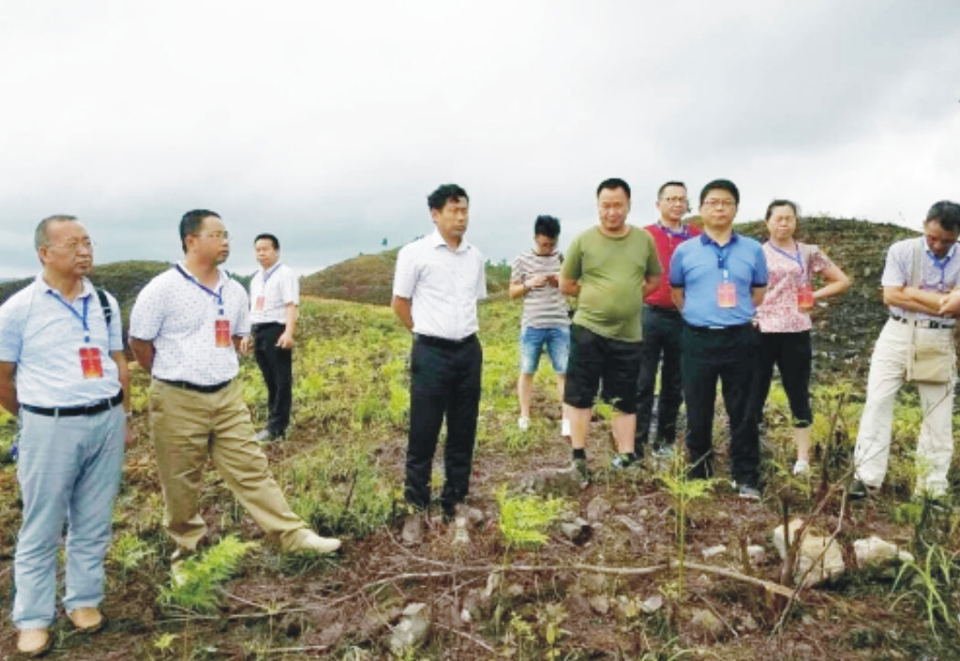 县人大常委副主任龙瑞林一行到雅水镇视察白茶产业发展情况